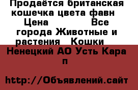 Продаётся британская кошечка цвета фавн › Цена ­ 10 000 - Все города Животные и растения » Кошки   . Ненецкий АО,Усть-Кара п.